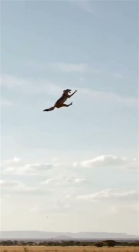 Giraffe’s Powerful Kick Sends Jackal Flying in Safari