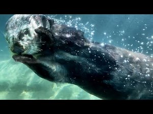 Seals, Sea Otters, and Sea Lions Swimming Underwater to Ambient Music