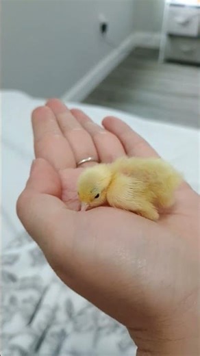 Newborn button quail