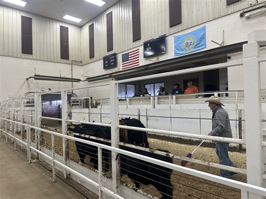 Cattle market swings leave both buyers and sellers looking for stability