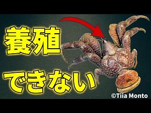 Why coconut crabs cannot be farmed [Explanatory video]