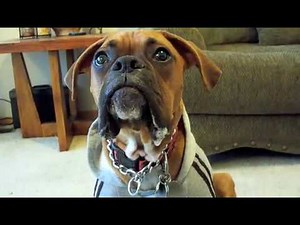 Boxer dog saying 'Mom' (Who's your favorite?)