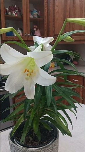 How to care for Easter Lily houseplant growth guide #plant #gardening #plants #tutorial #tutorials
