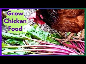 Grow Traditional Livestock Fodder Crops For Chickens