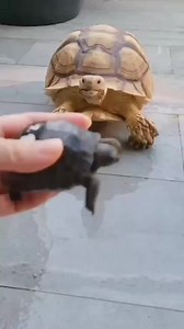 645K views · 1.4K reactions | All About Turtles on Reels | Facebook