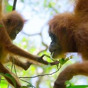 Our Planet - official trailer (Netflix)