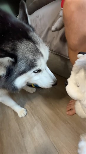 Husky is ready to spar! 🤺