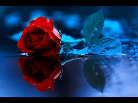 The Rose /ベット・ミドラー(歌詞付)