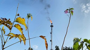 Static low-angle view of burning Flare stack refinery industry, flowers in front Stock Video