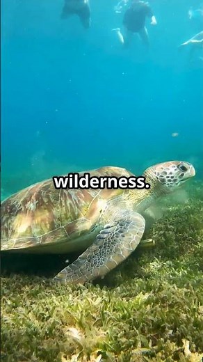 Sea Turtle Migration - Epic Ocean Journey #sea #ocean #turtles #facts #factshorts #nature #world