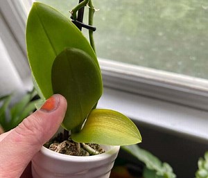 5  Reasons Behind Orchid Leaves Turning Yellow [With Easy Fixes]