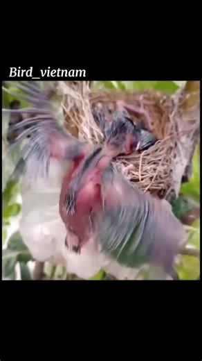 Exploring Birdwatching in Vietnam: A Wild Journey