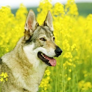 Czechoslovakian Wolfdog: Characteristics, Character and more ▷➡️ Postposmo