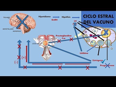Fisiología hormonal del ciclo estral del vacuno.