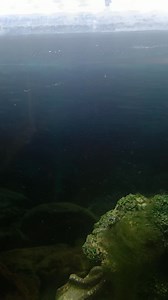Feeding my rock bass. #fish #fishtank | Lance Billiot