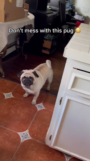 Feisty Pug vs Cat Showdown