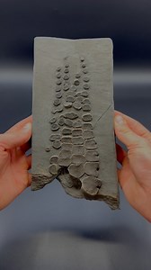 Here’s an outstanding example of an Ichthyosaur Paddle roughly 180 Million years old! 😍🦕 The intricate details are truly something to behold! 🔬 For ammonite rocks to crack open, please visit our official online store yorkshirefossils.NET (link in bio) or message directly on Instagram @yorkshire.fossils 🦕 For more videos, check our YouTube / TikTok! 🏝 Thanks for supporting our page! 🐊 #natural #nature #fossil #fossils #ancient #animals #art #ammonite #ammonites #dinosaur #scientist #mineral