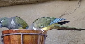 Burrowing parrot (Cyanoliseus patagonus) or Burrowing parakeet