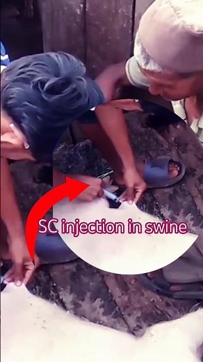 How to give sc injection in pigs