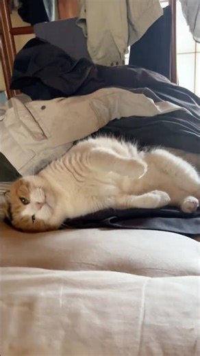 【三毛猫】私の顔を見たら甘えずにはいられないミケ
