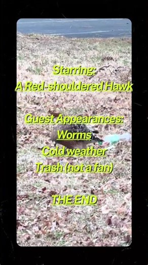 Red-Shouldered Hawk vs. Worms 🦅🪱