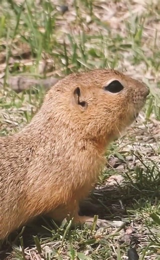 Gopher: Master of Underground Tunnels and Farmlands 🐹
