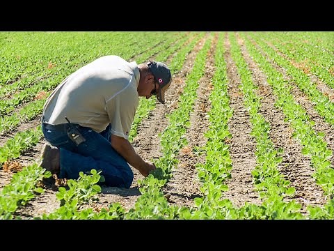Growing Soybeans in Western Canada