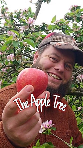 1.8K views · 295 reactions | The apple tree  Wild food, health benefits & history  #apple #appletree #wildfood #wildmedicine #healthyeating #apples #naturelove #natutreheals #foraging #foragingtiktok #foragingbook #foodforfree #NaturesGift #knowledgeispower #knowledgetoforage #homeiswhereourheartis | Home is where our heart is | Facebook