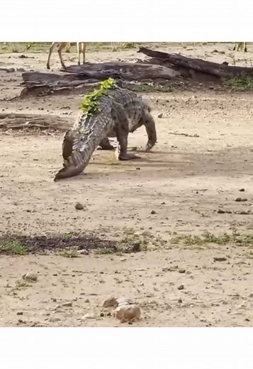 Crocodile Hunting on Land: Nature's Master of Camouflage