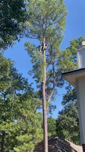 Lowering multiple branches while taking down hazardous pine Acadian Tree Service | Acadian Tree Service