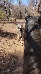 DEU ZEBRA #humor #NORDESTE #sertaonordestino #cavalosminhapaixao #vaquejada | amarelãobruto