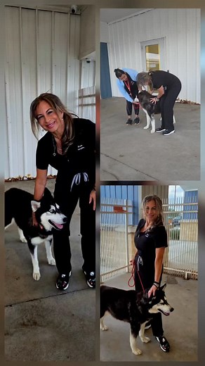 And here is Luther.. ...what a beauty......let's find this boy a home.@lpapaws | Laura Yvette Armstrong