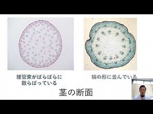 1年理科 第９回「種子植物の分類（単子葉類、双子葉類）」