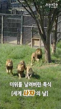 [세계 사자의 날] 🦁🔥 더위를 날려버릴 사자들의 야생 본능 대방출! 🎥🍖❄️