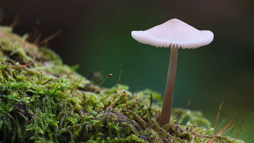 Techniques for Creating Depth and Focus in Complex Landscape Scenes