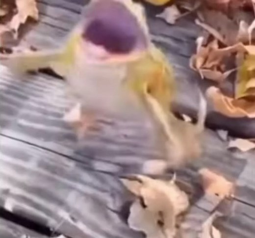 😂😂😂#frog #backflip #funny #fyp
