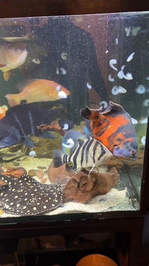 4.9K views · 24 reactions | Feeding my monster fish some king prawns for dinner 戀 ❤️ 8 x 2.5h x 3.5w 2000lt #portadelaideaquariums #tacklehub #monsterfishtank #monsterfishkeeper | Ray & Anne's Tackle & Marine | Facebook