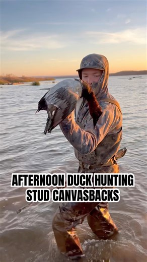 Duck hunting the afternoon for STUD Canvasbacks #shorts #duckhunting #publiclandduckhunting #ducks