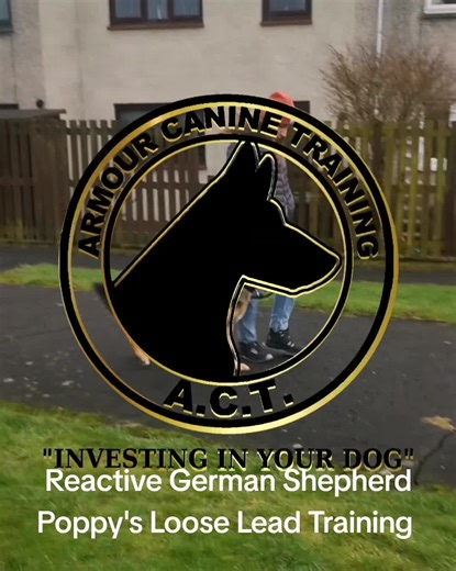 Here we have reactive German Shepherd Poppy working on some loose lead walking. Poppy can be super frantic and she was pulling on the lead, so her owner wanted to know how to get her walking nice. We got her walking on a nice relaxed lead where her owner wasn't pulling her about. We then got to work on getting her to offer check ins. This is miles away from where she was, so I'm happy with the end product. #germanshepherd #gsd #tiktokdogs #dogvideo #dogtraining