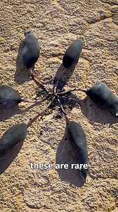 What Is A Rat King? 😰 | Zack D. Films