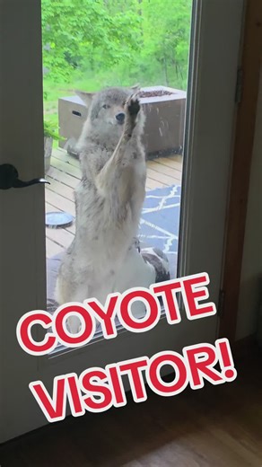 Happy Monday: Coyote Visitor on Dog TikTok