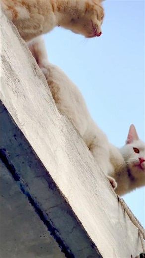 Beautiful brothers on the rooftop adventure