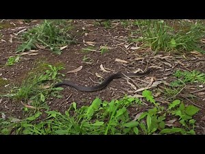 Highland Copperhead – One of Australia’s Most Venomous Snakes | Deadly & Mysterious Snake Facts