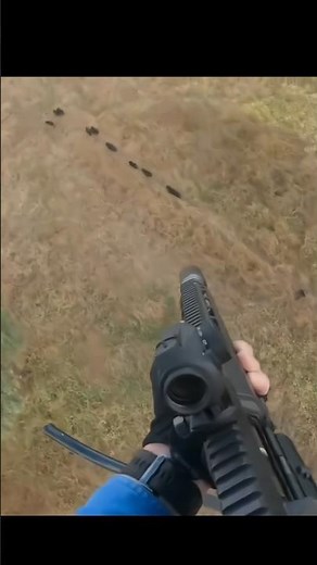 Remove feral pig's shot hunt wildlife season boar hunt #boarhunting#boarpigs #boar #hogshunting