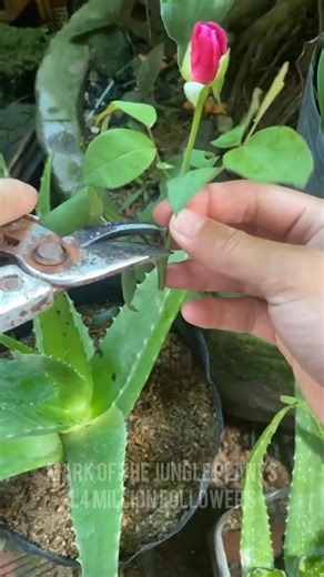 14K views · 84 reactions | Tips and tricks For plants #Tricks | Mark of the Jungle Plants | Facebook
