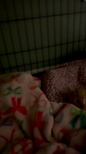 Update on Gabriel: This little nugget is settling in and hanging tough! He has a broken pelvis and will need kennel rest plus he had a fever, poor guy! He will continue is recovery in foster care and will be neutered, chipped, and vaccinated (he was already combo tested yesterday at emergency vet) then will be ready for his furever home. https://www.facebook.com/share/p/16kzkjdS6n/?mibextid=wwXIfr To adopt: https://www.alwaysandfurever.org/forms/ To donate: https://www.alwaysandfurever.org/donat