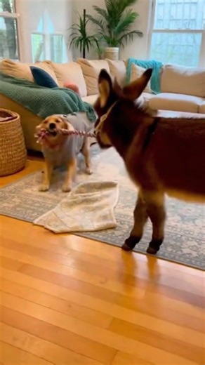Dog vs donkey… who will win? 😂🫏🐶😂