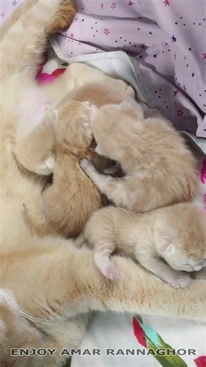 Newborn kittens 5 Days Old 4 #kittens #newbornkittens #newbornkitten