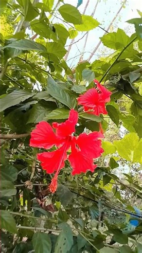 odhni #trending #sortvideo #ytshorts #viralvideo