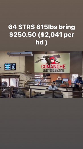 2.6K views · 100 reactions | 64 STRS 815# bring $250.50 ($2,041 per hd ) | Comanche Livestock Auction | Facebook
